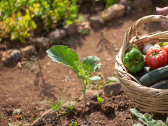 Live Gardens Flowers & Ornamental Plants Trading