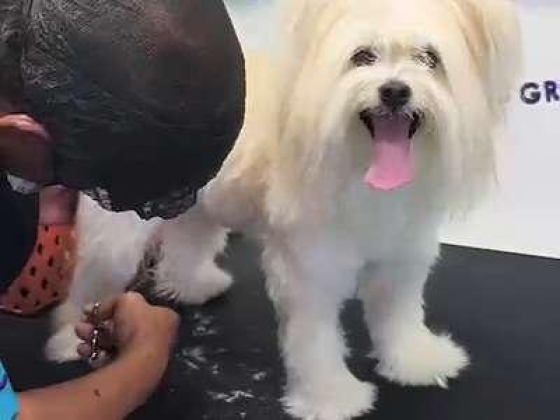 Paws And Tails Mobile Pets Grooming