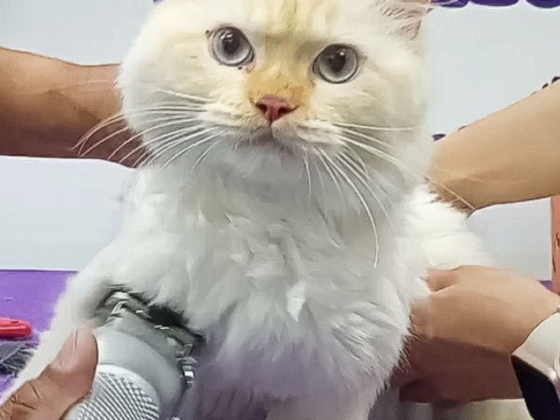 Paws And Tails Mobile Pets Grooming