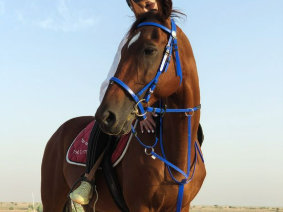 Horse Paradise