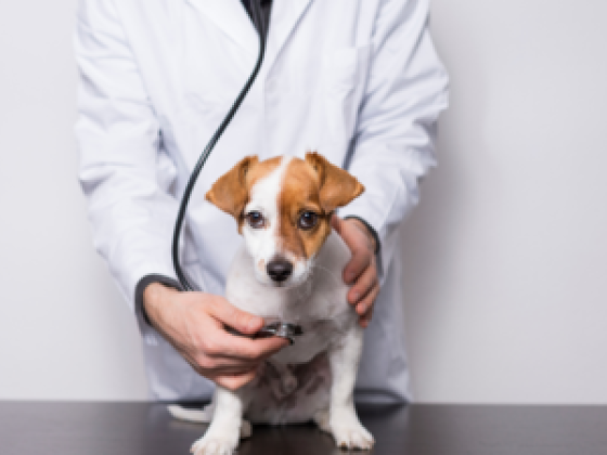 Pet Point Veterinary Clinic