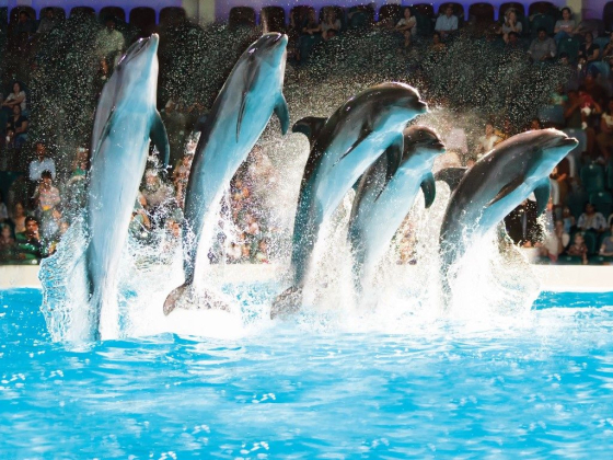 Dubai Dolphinarium