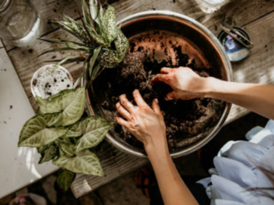 Green Desert Star Landscaping Gardening