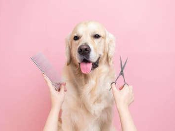 Groom & Stay Domestic Pets Grooming