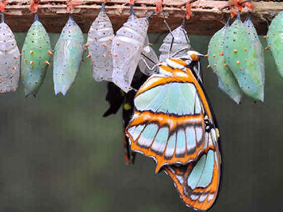 Dubai Butterfly Garden
