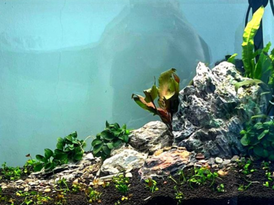 Aquascape Aquarium & Pets