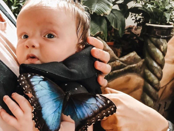 Dubai Butterfly Garden