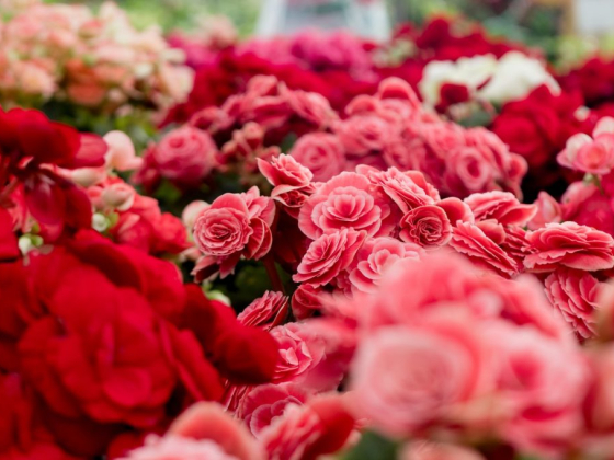 Learning How to Create a Wonderful Rose Garden