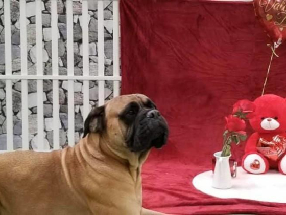 Romis Home Pets Nursery