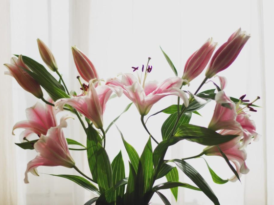 Bases Flower