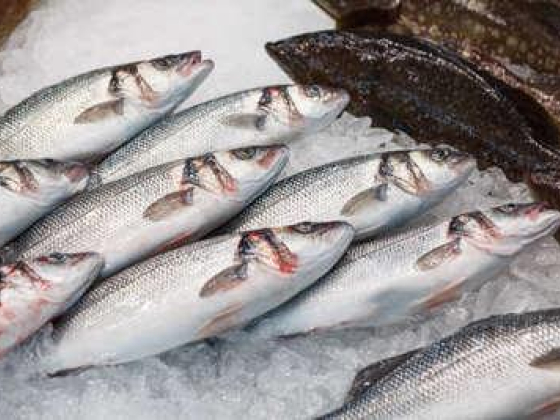 Salim Lohd Sultan Al Shamsi Fish Stall