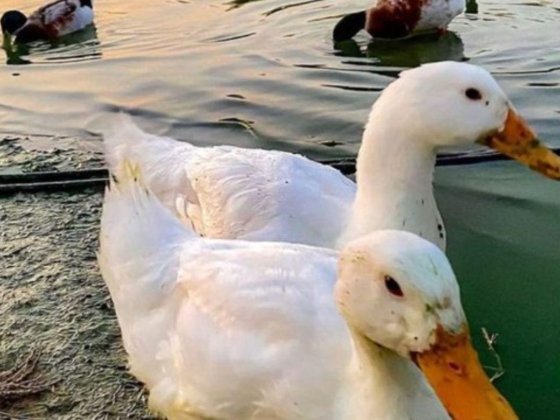 Damac Hills Pet Farm