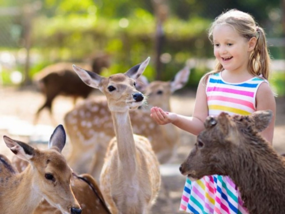 Damac Hills Pet Farm