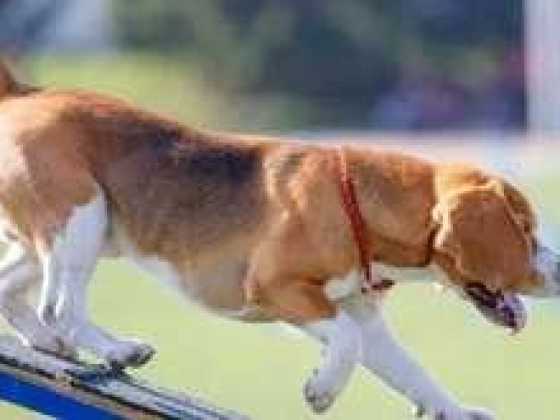 Petme Domestic Pets Boarding