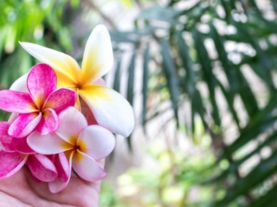 Pure Harmony Beauty Salon