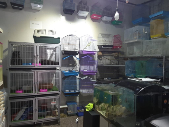 Arowana Pets And Aquarium