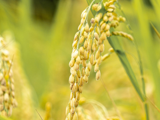 Syed Agha Rice Trading