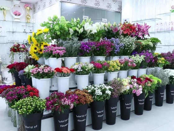 Garden Tulip Flowers Trading