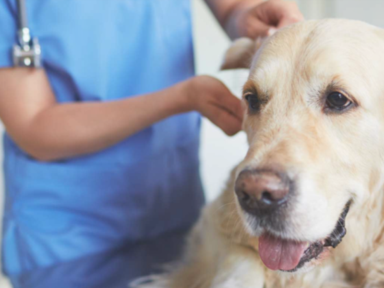 Al Falah Veterinary Clinic Mina br.