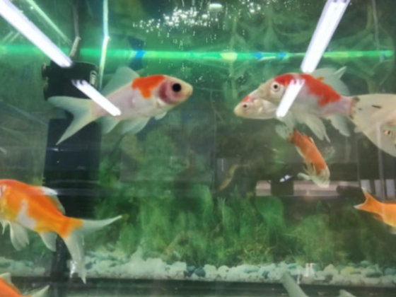 Al Fari Fish & Birds Trading