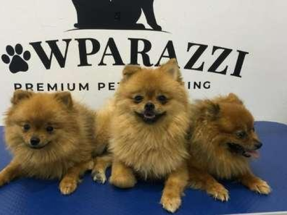 Pawparazzi Pet Grooming