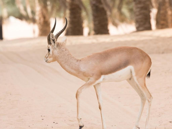 Arabian Adventures - Anantara Dubai The Palm Resort & Spa