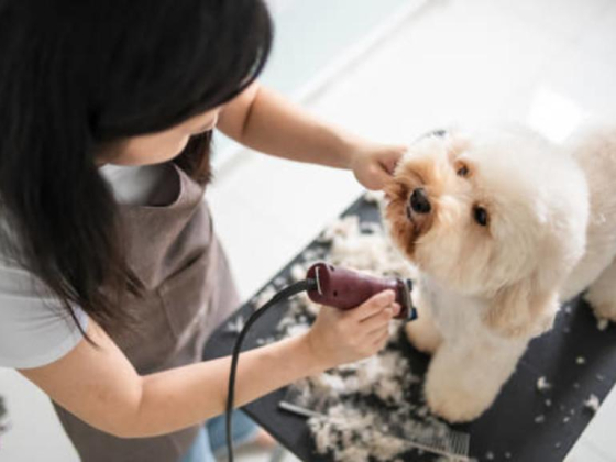 Tails In The City Domestic Pets Grooming