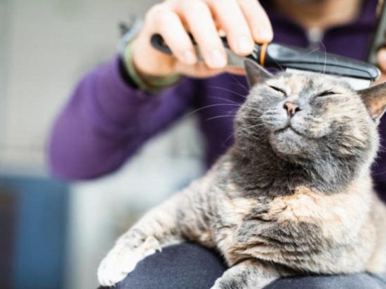 Tails In The City Domestic Pets Grooming