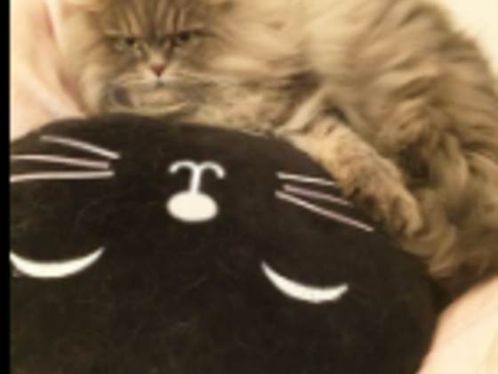 The Dubai Cat Sitting Company