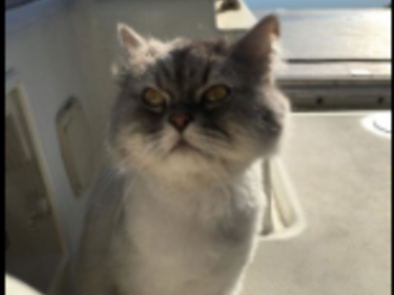 The Dubai Cat Sitting Company