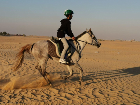 Al Dhabi Horses And Camels Rental