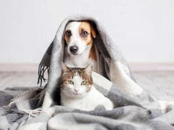 Pawsome Friends