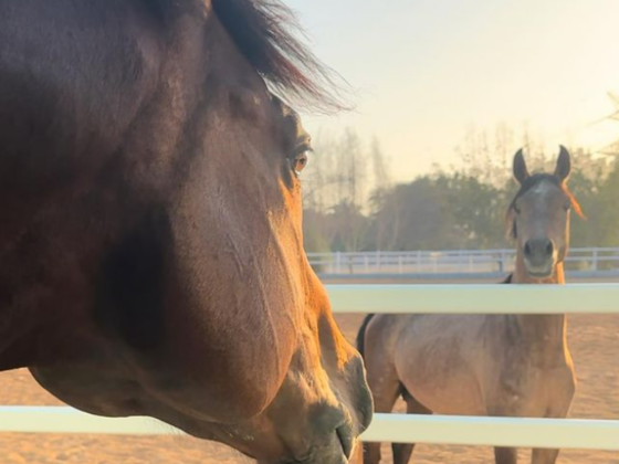 Paragon Equestree Club