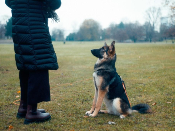 Pet Station Group