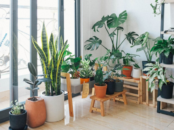 Gardening Tips - Caring for Your Houseplants
