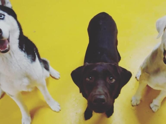 K9 Domestic Pets Grooming