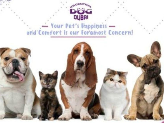 K9 Domestic Pets Grooming