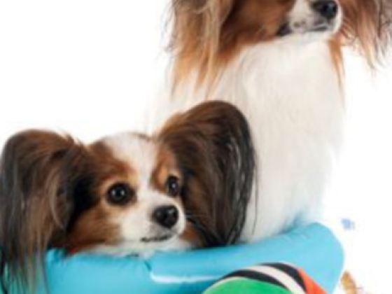 Churchwoods Pet Hotel