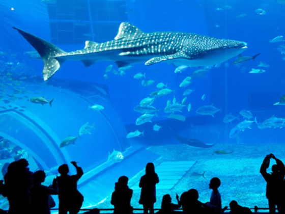 Blue Voyage Tourism