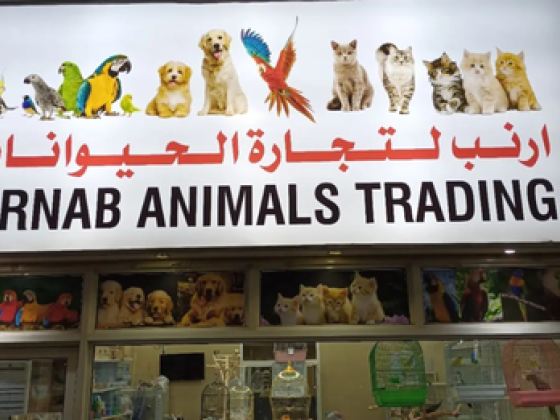Arnab Animals Trading