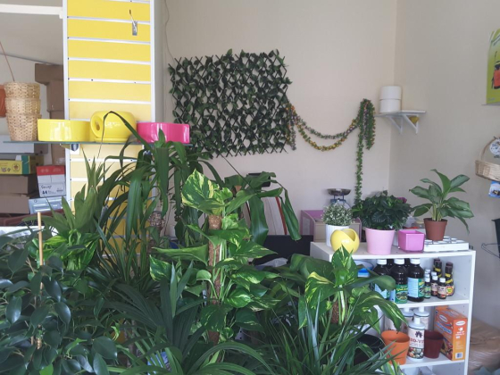 Green Olives Flowers & Plants Trading