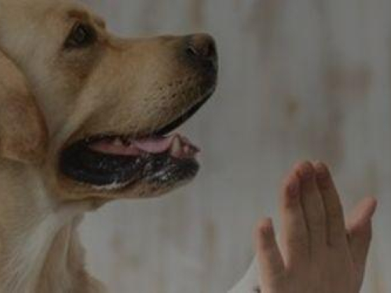 Ur Pets Life Animal Feed Trading
