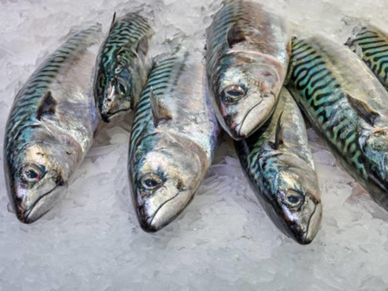 Ali Darwish Al Hammadi Fish Stall