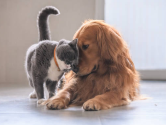 Pet Avenue