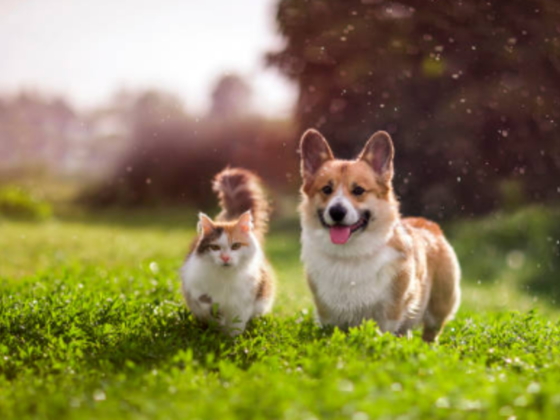Pet Avenue