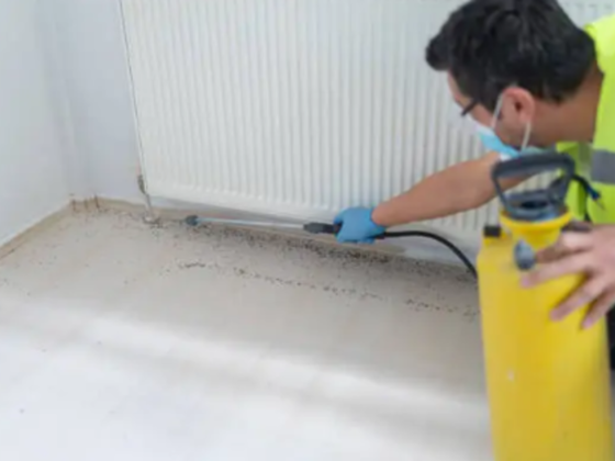 Al Masah Al Braqah Cleaning & Pest Control Services