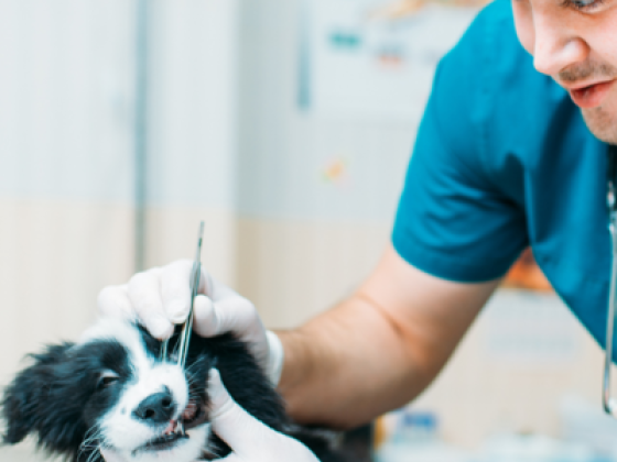 Pet Station Veterinary Clinic