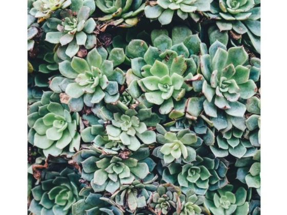 Giovani Flowers