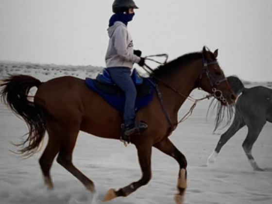 Mohd Al Khamri Stable