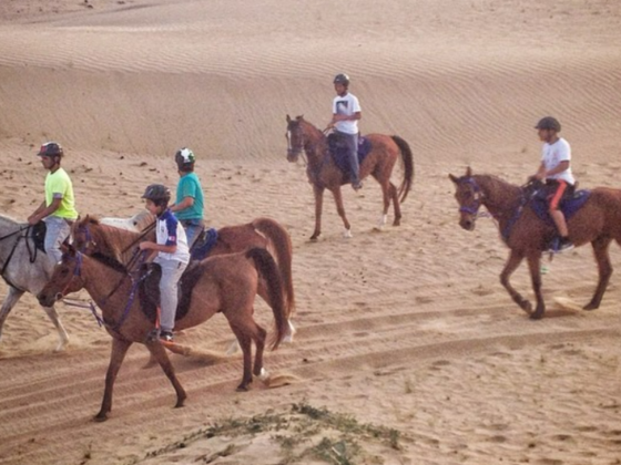 Mohd Al Khamri Stable